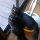 Illustration for article titled You guys!! We can do multiple pictures in a single post now! (Also, heres my cats)